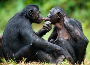 bonobos