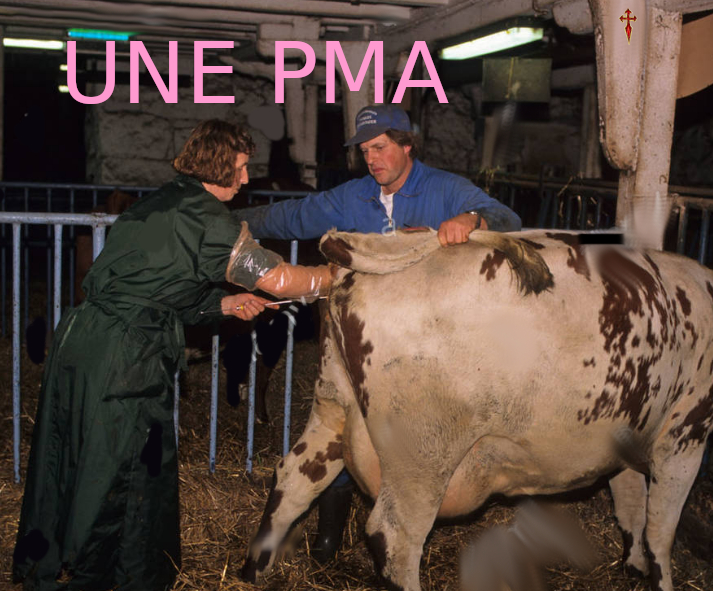 PMA ou l’insémination des vaches